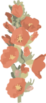 Desert-Mallow